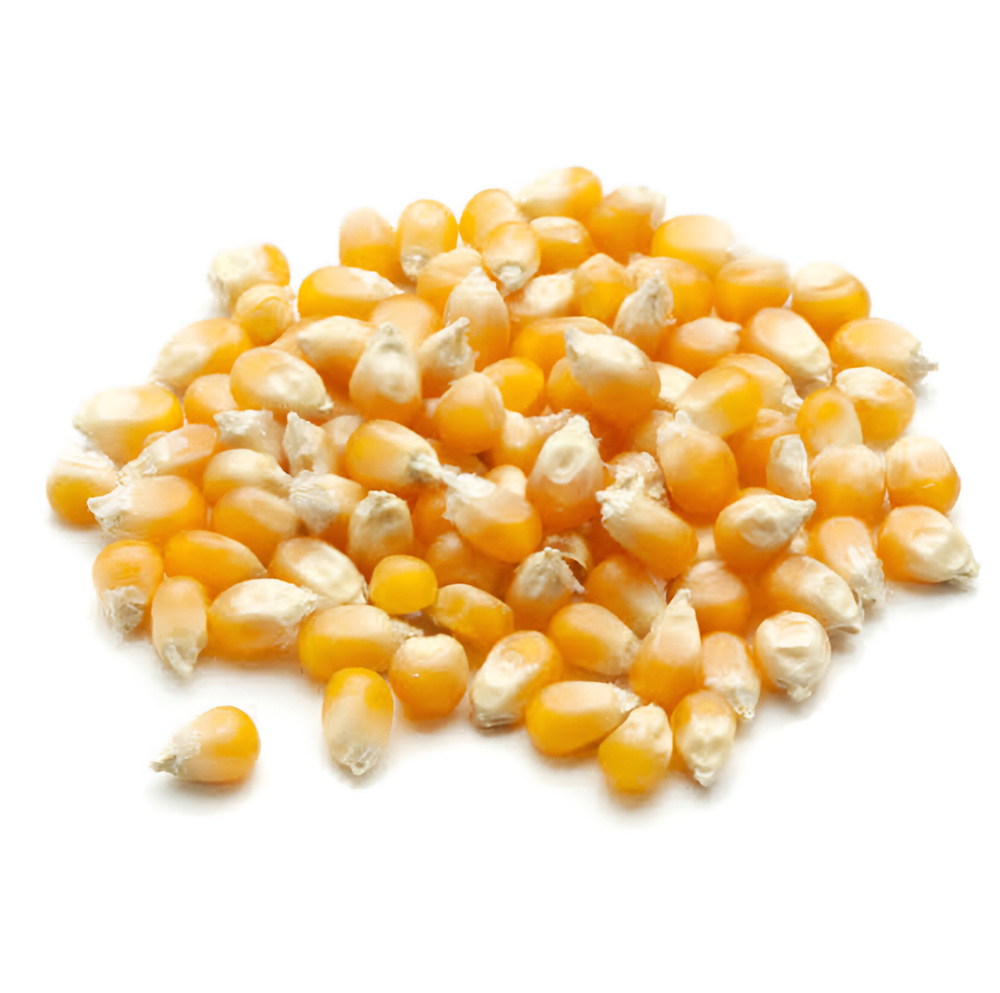 Yellow Maize Grains - Cultivation Type: Organic