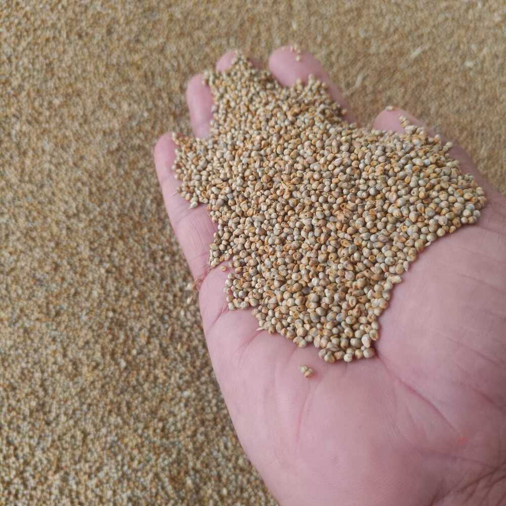 Sorghum Grain - Color: Brown