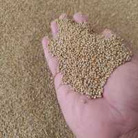 Sorghum Grain