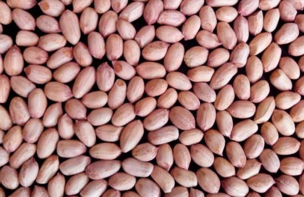 Peanut Seeds - Color: Natural