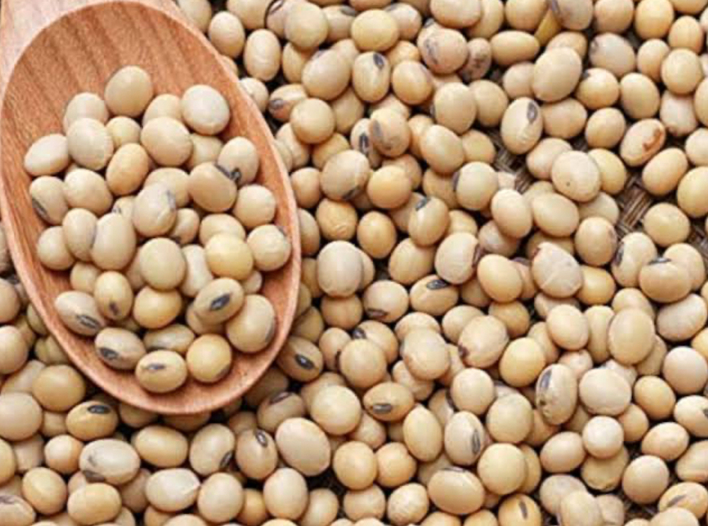 Soya Bean - Color: Natural