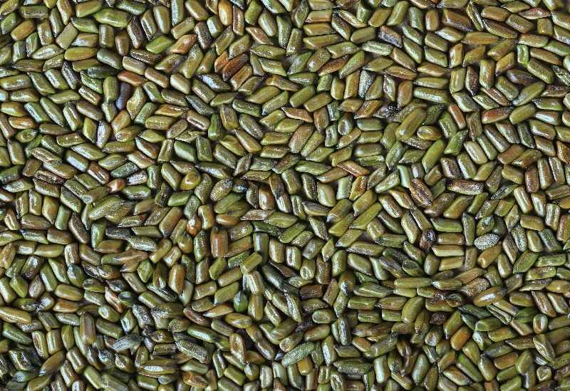 Cassia Tora Seed - Color: Green