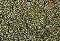 Cassia Tora Seed - Color: Green