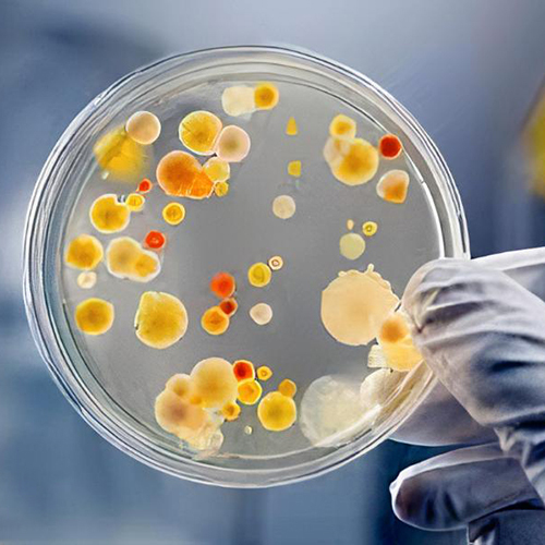 Microbiological Testing