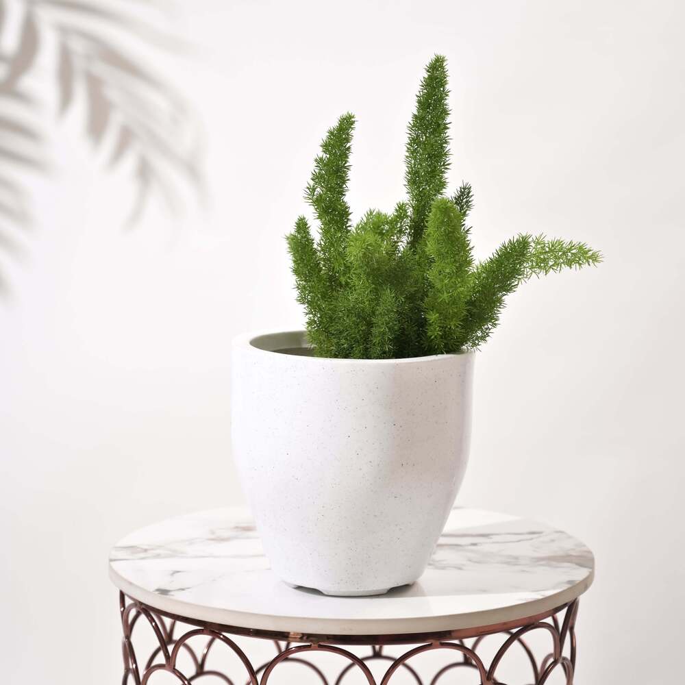 Luna Large Planters For Living Room - Color: Various Available
