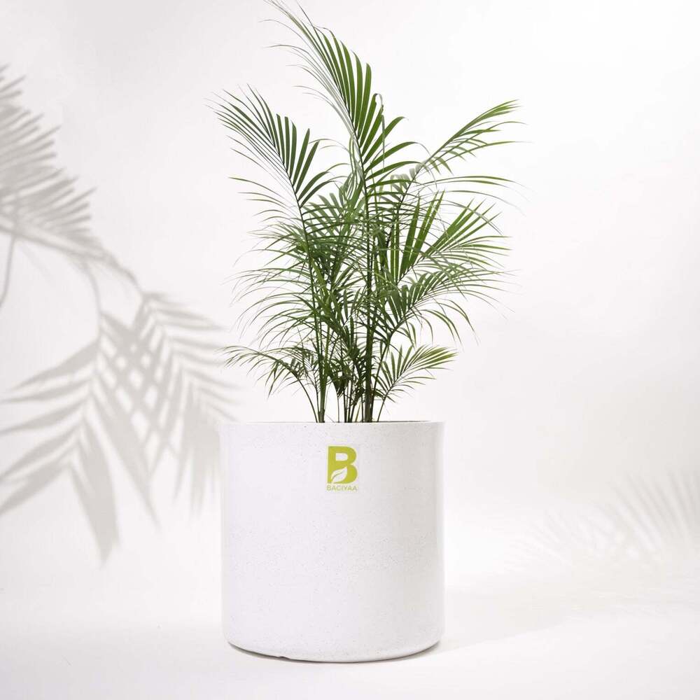 Cubical Round Big Flower Pot For Living Room - Color: Various Available