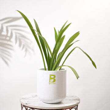 Cubical Round Big Flower Pot For Living Room - Color: Various Available