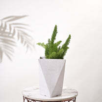 Big Size Square Diamond Planter - Color: Various Available