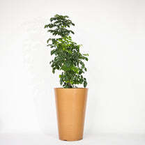 Rib Tower Big Size Planters - Color: Various Available