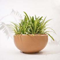 Rib Tasla Plastic Hanging Flower Pots - Color: Various Available