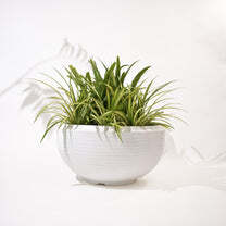 Rib Tasla Plastic Hanging Flower Pots - Color: Various Available