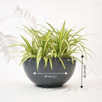 Rib Tasla Plastic Hanging Flower Pots - Color: Various Available
