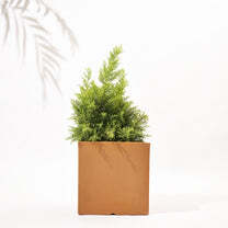 Cubical Square Flower Pot - Color: Various Available