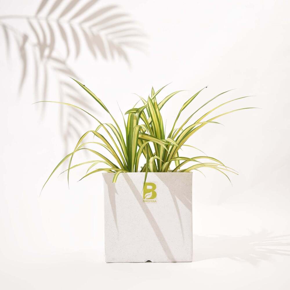 Cubical Square Flower Pot - Color: Various Available