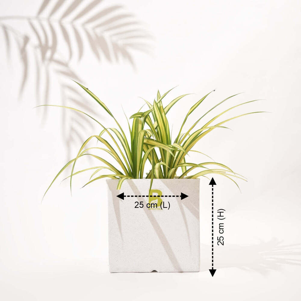 Cubical Square Flower Pot - Color: Various Available
