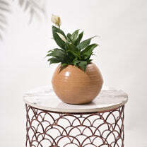Rib Bowl Planters For Indoor Plants - Color: Various Available