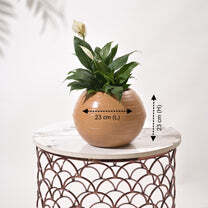 Rib Bowl Planters For Indoor Plants - Color: Various Available