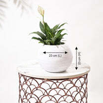 Rib Bowl Planters For Indoor Plants - Color: Various Available