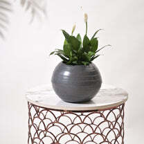 Rib Bowl Planters For Indoor Plants - Color: Various Available