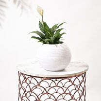 Rib Bowl Planters For Indoor Plants - Color: Various Available