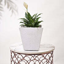 Bent Block Big Planters For Living Room - Color: Various Available