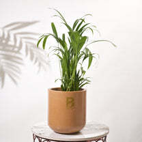 Cup Flower Pot For Living Room - Color: Various Available