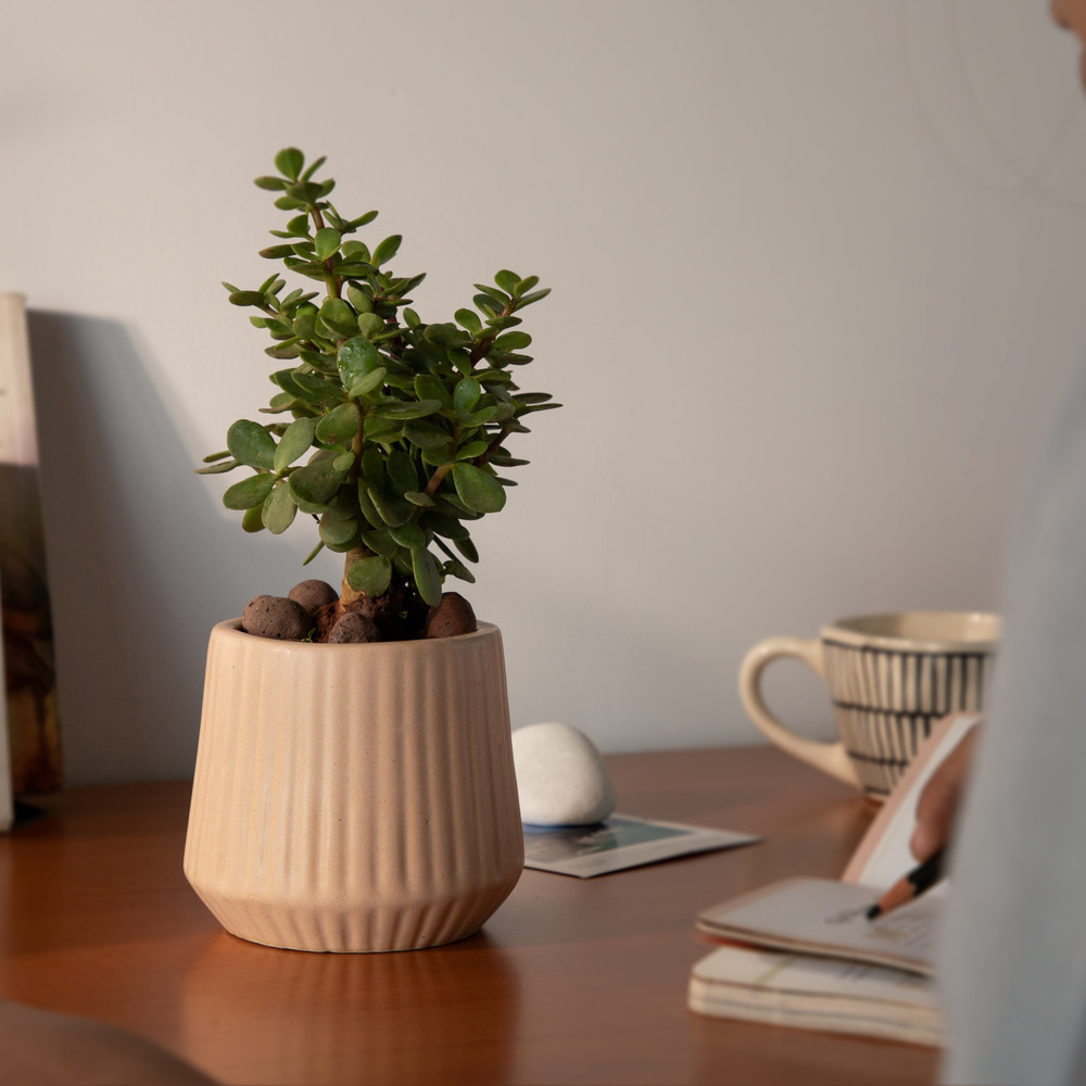 Pander Plants Pot For Bedrooms - Color: Various Available