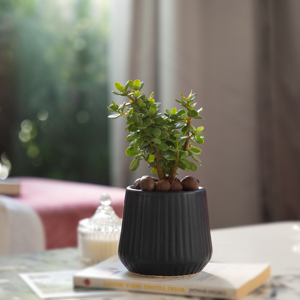 Pander Plants Pot For Bedrooms - Color: Various Available