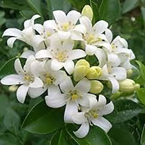 Natural Jasmine Flower - Color: White