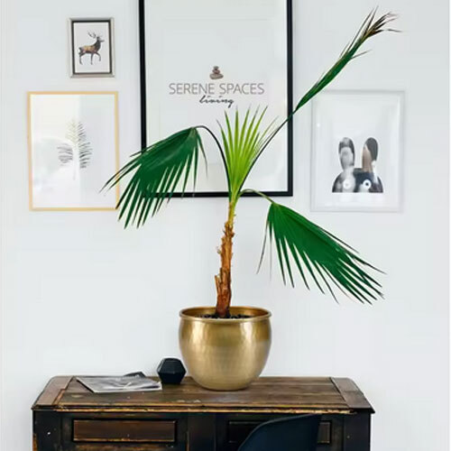 High Quality Durable Body With Smooth Finish Handmade Planters - Color: Golden