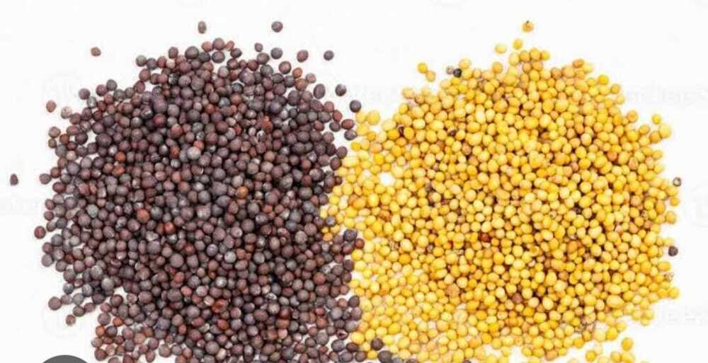 Mustard Seeds - Color: Yellow