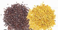 Mustard Seeds