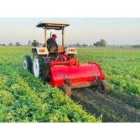 Potato Plant Multure - Color: Multiple