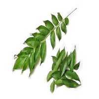 Curry Leaves Extract 20% Saponin