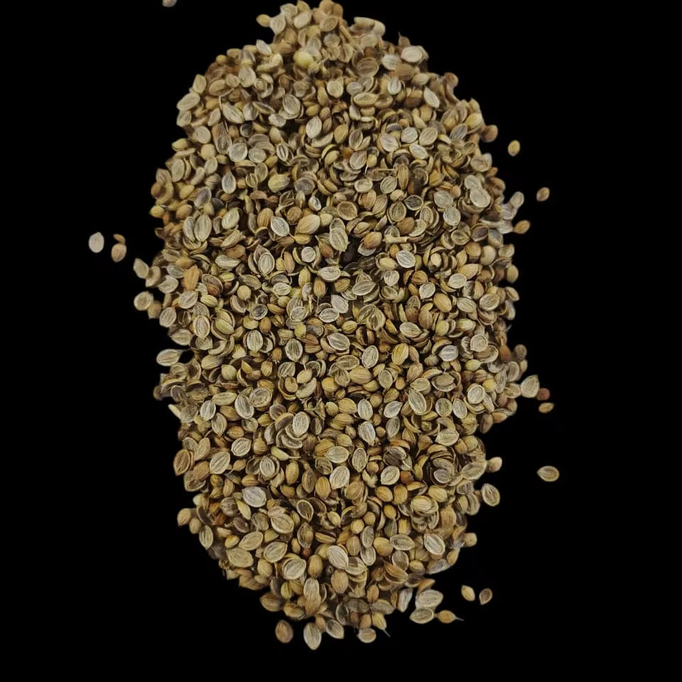 Superior Grade Split Coriander Seeds - Product Type: Fresh