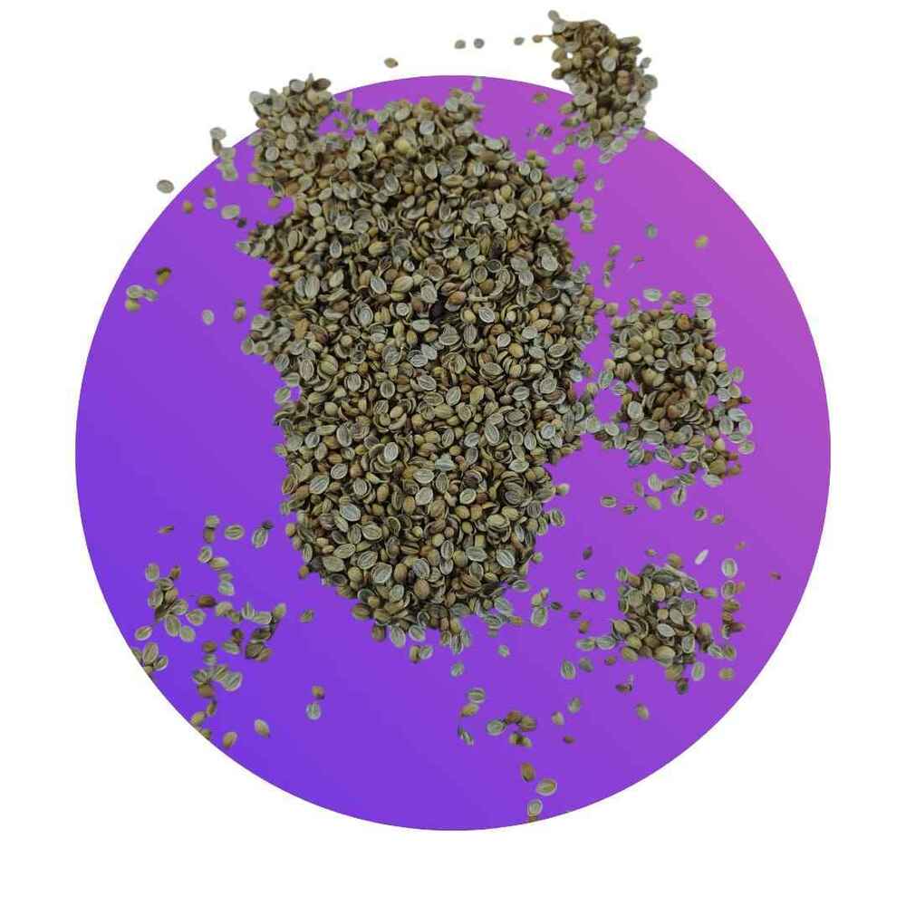 Superior Grade Split Coriander Seeds - Product Type: Fresh