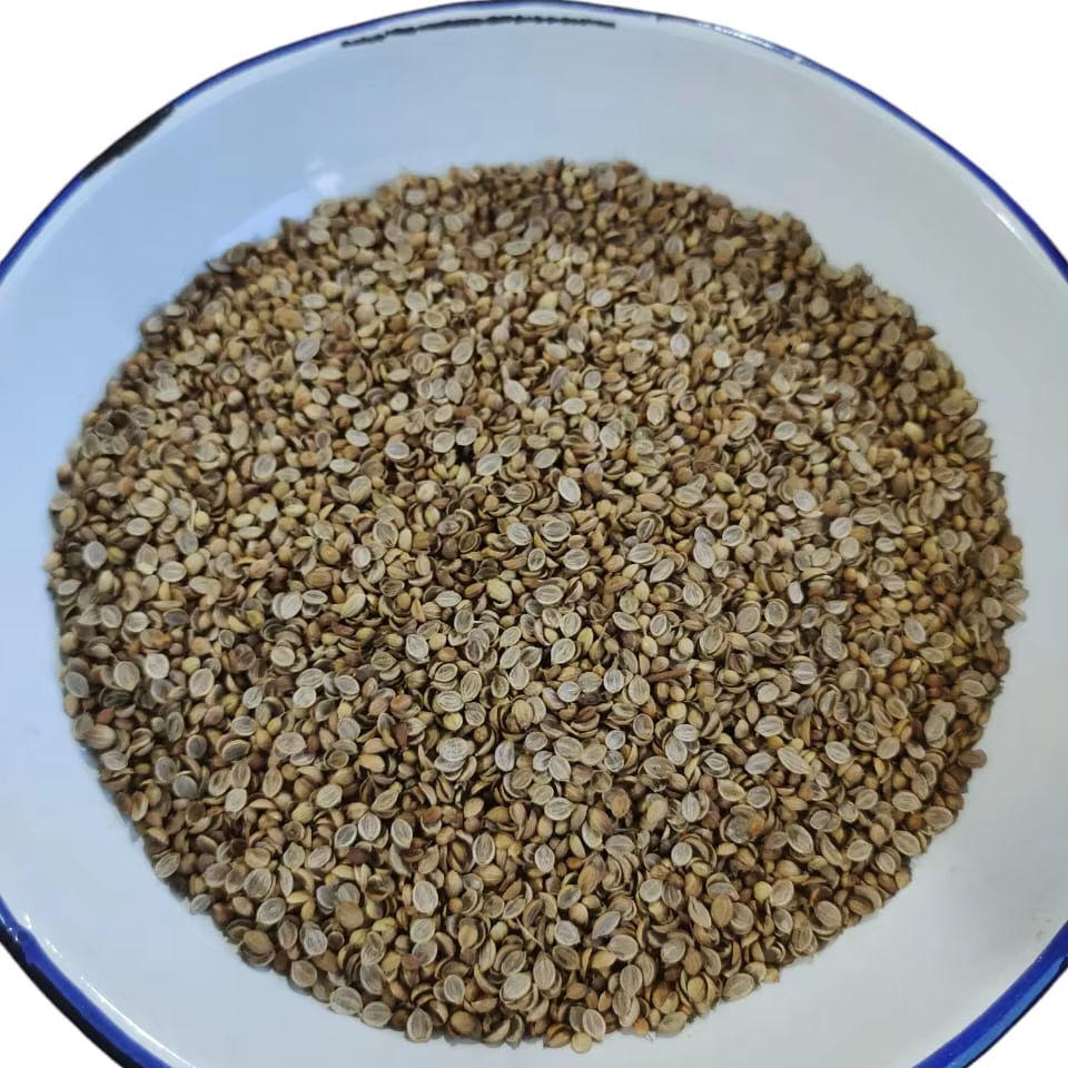 Air Dried Coriander Broken Split Coriander Seeds - Grade: Food Grade