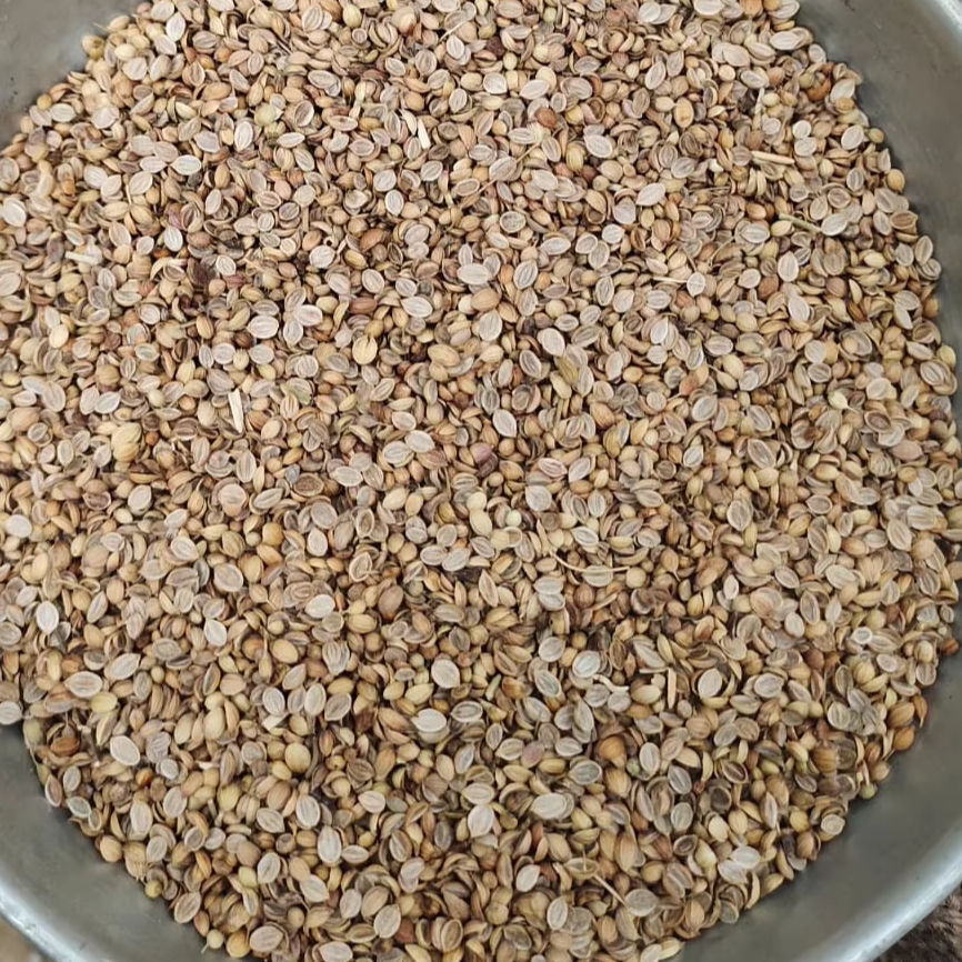 Raw Brown Split Coriander Seeds - Grade: Food Grade