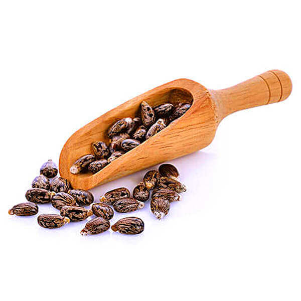 Sprouting Castor Bean Plant Seeds - Cultivation Type: Common
