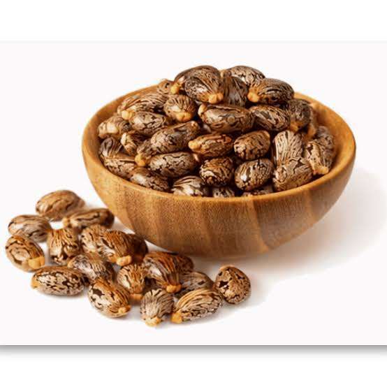 Sprouting Castor Bean Plant Seeds