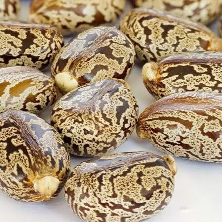 Jamaican Black Castor Seeds - Cultivation Type: Common