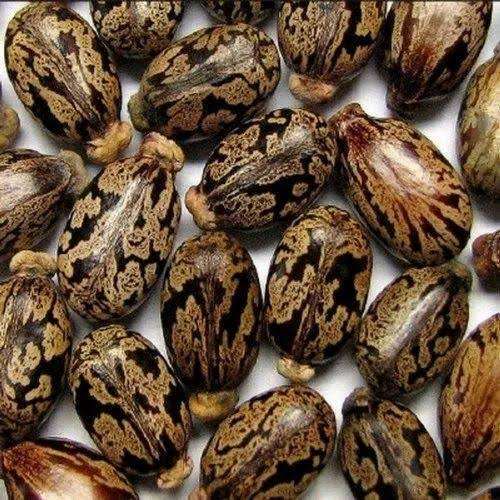 Jamaican Black Castor Seeds
