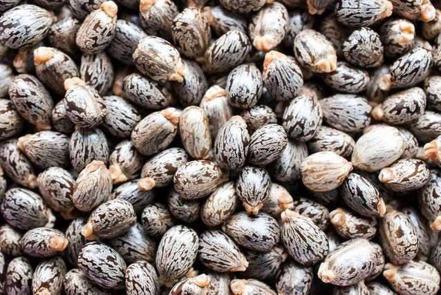 High Quality Dried Ricinus Communis Seeds - Cultivation Type: Common