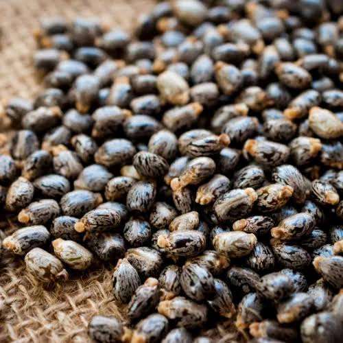 High Quality Dried Ricinus Communis Seeds - Cultivation Type: Common