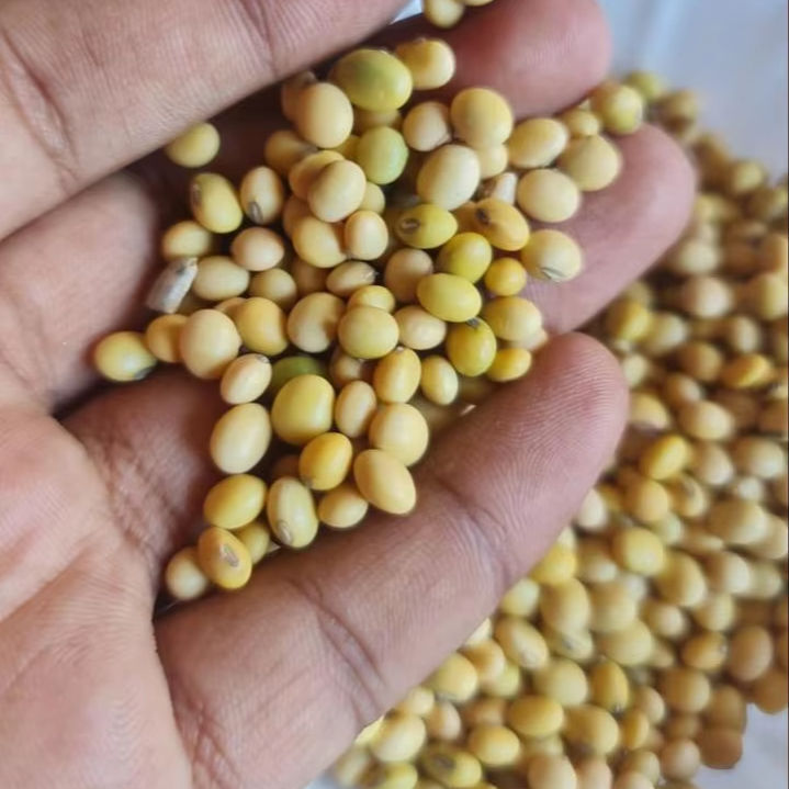 High Quality Non-Gmo Soybean - Cultivation Type: Common