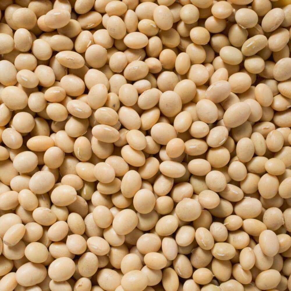 Non Gmo Soybean - Cultivation Type: Common