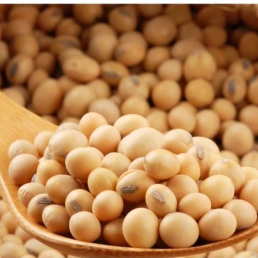 Non Gmo Soybean - Cultivation Type: Common