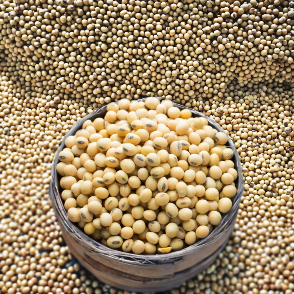 Pure Organic Non-Gmo Soybean - Cultivation Type: Common