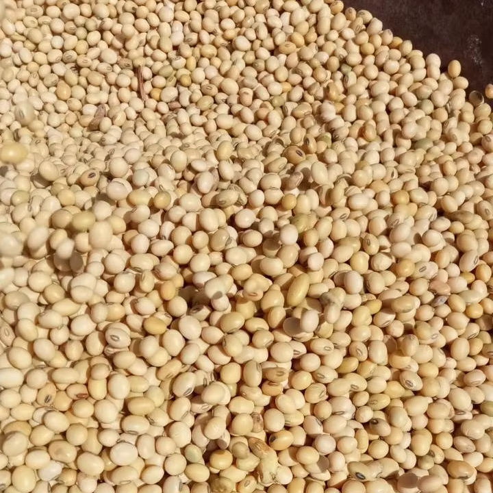 100 Percent Pure Organic Non Gmo Soybean - Cultivation Type: Common