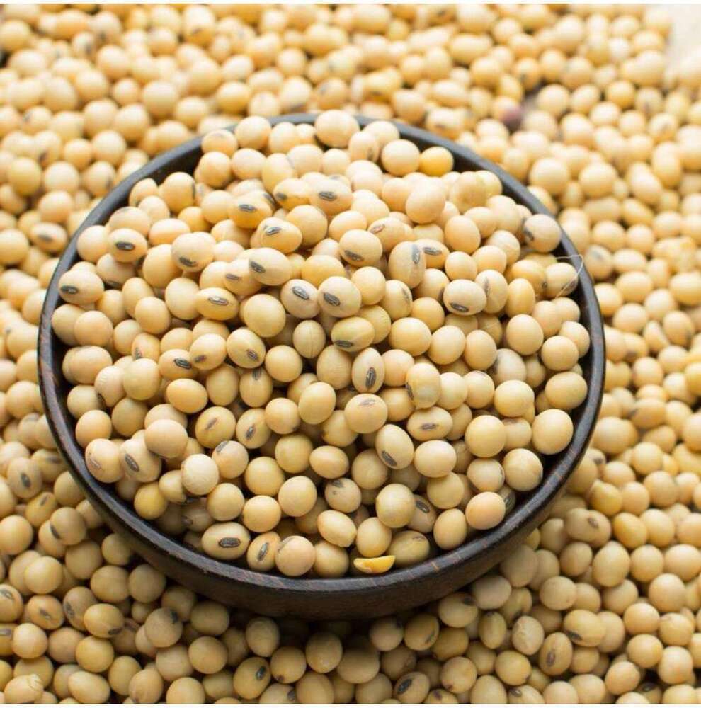 100 Percent Pure Organic Non GMO Soybean